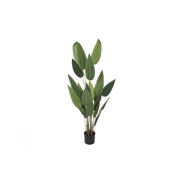 318000760 Куст стрелиции в горшке h175см