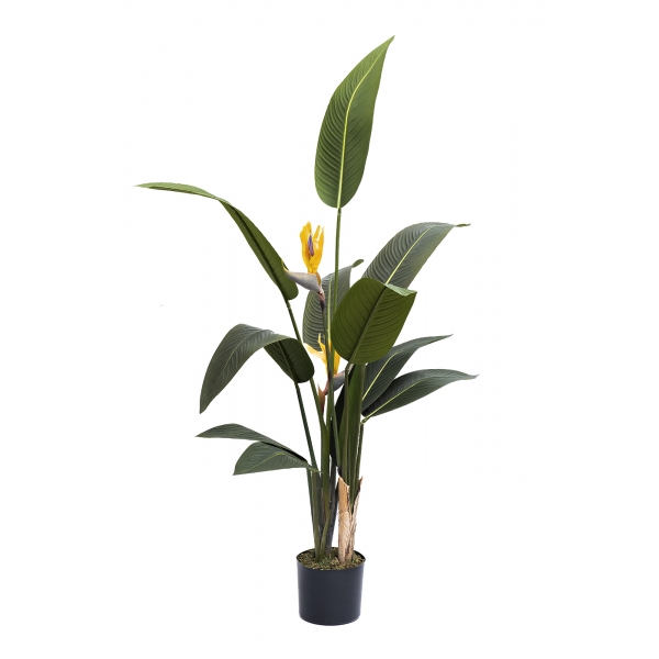 29BJ-925-11 Куст стрелиции  в горшке h153см