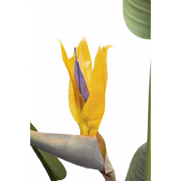 29BJ-925-11 Куст стрелиции  в горшке h153см